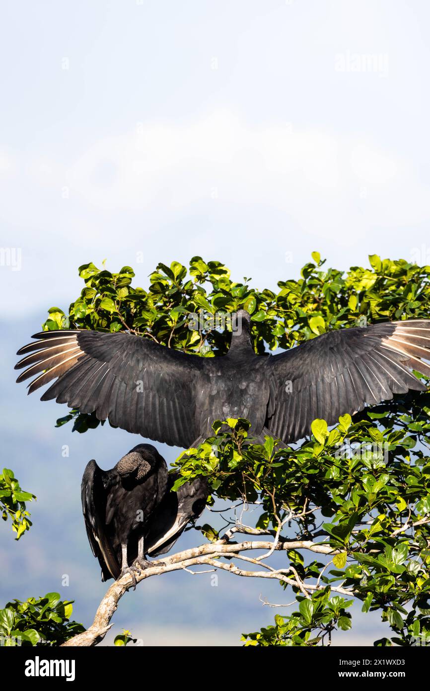 Grande uccello in cima ad un albero Foto Stock