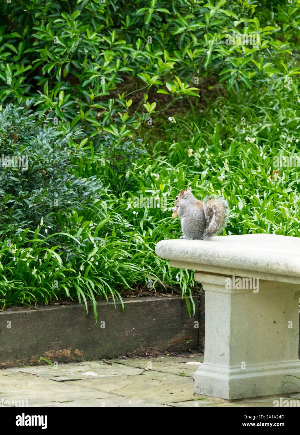 Grey Squirrel seduto sulla panchina mangiando arachidi, Bury St Edmunds, Suffolk, Inghilterra, Regno Unito Foto Stock