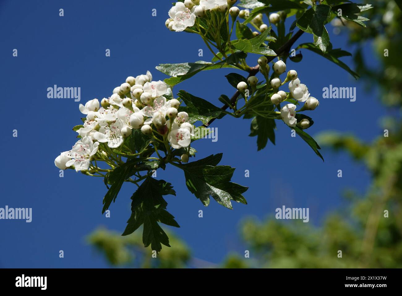 Primavera Regno Unito, Hawthorn Blossom Foto Stock