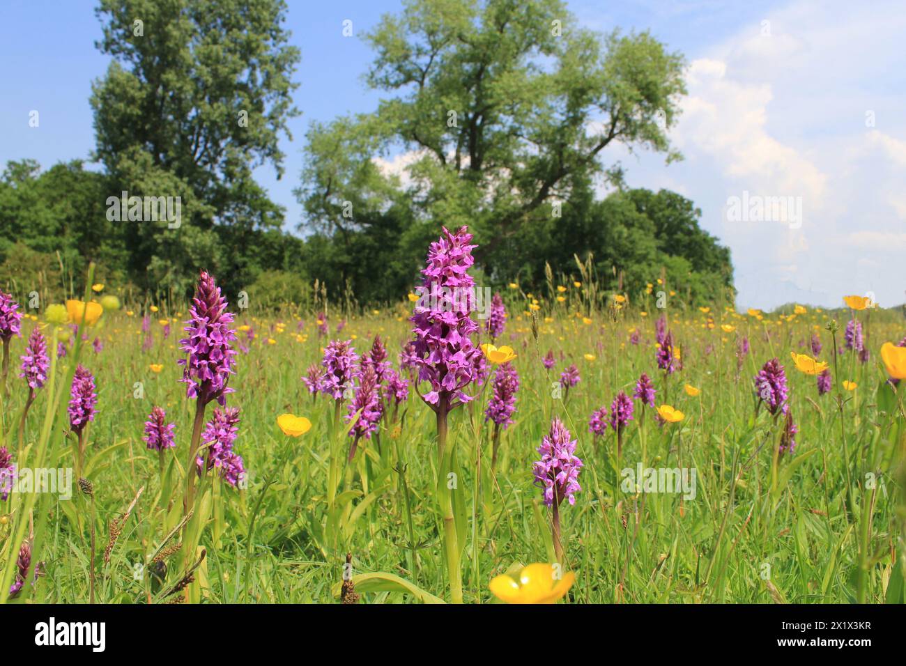 un bellissimo paesaggio con orchidee viola, tazze e sonaglino in una verde prateria umida in primavera Foto Stock