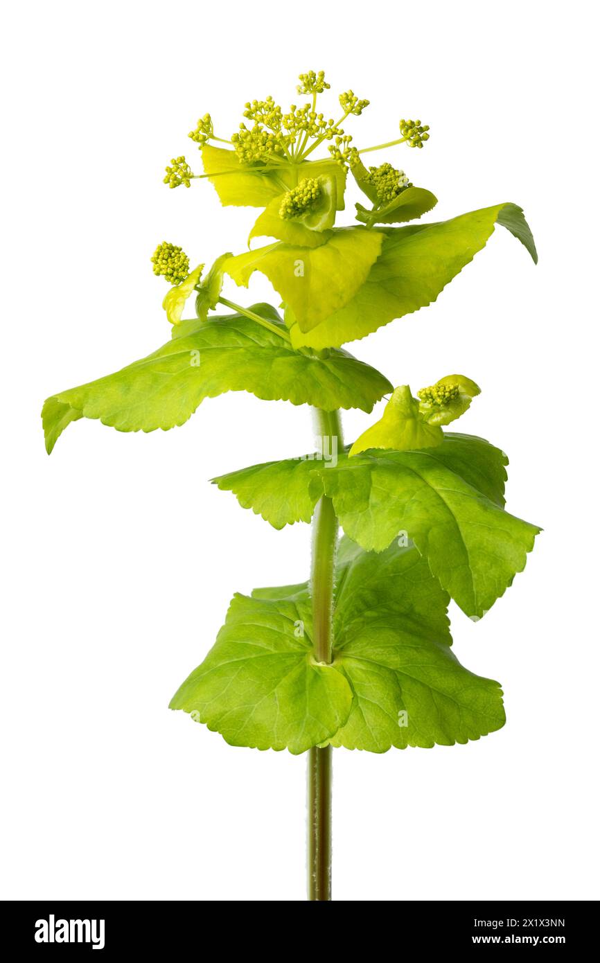 Ramoscello fresco di fiore di Smyrnium perfoliatum da vicino su sfondo bianco Foto Stock