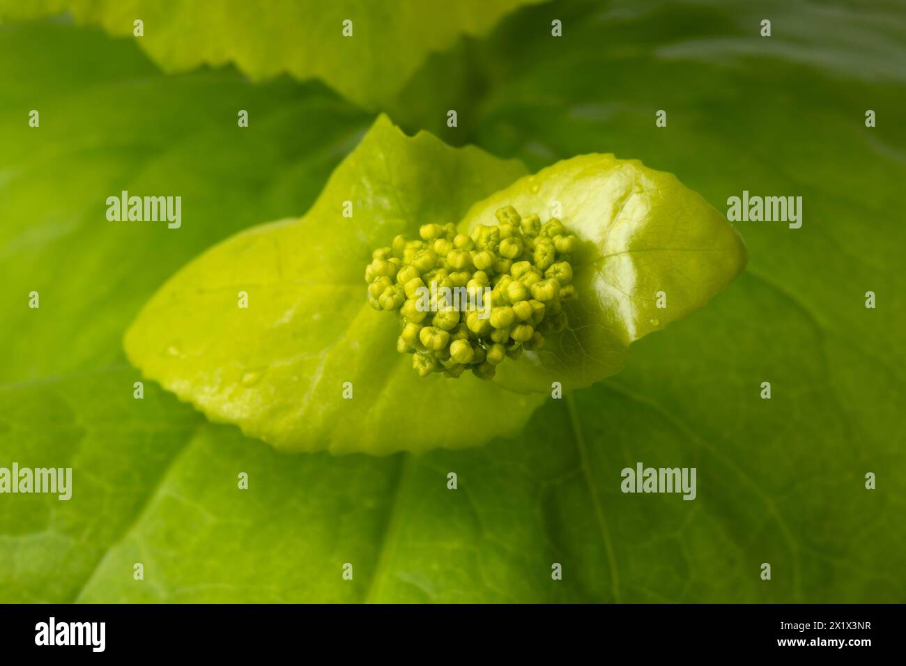 Fiore di Smyrnium perfoliatum fresco primo piano full frame come sfondo Foto Stock