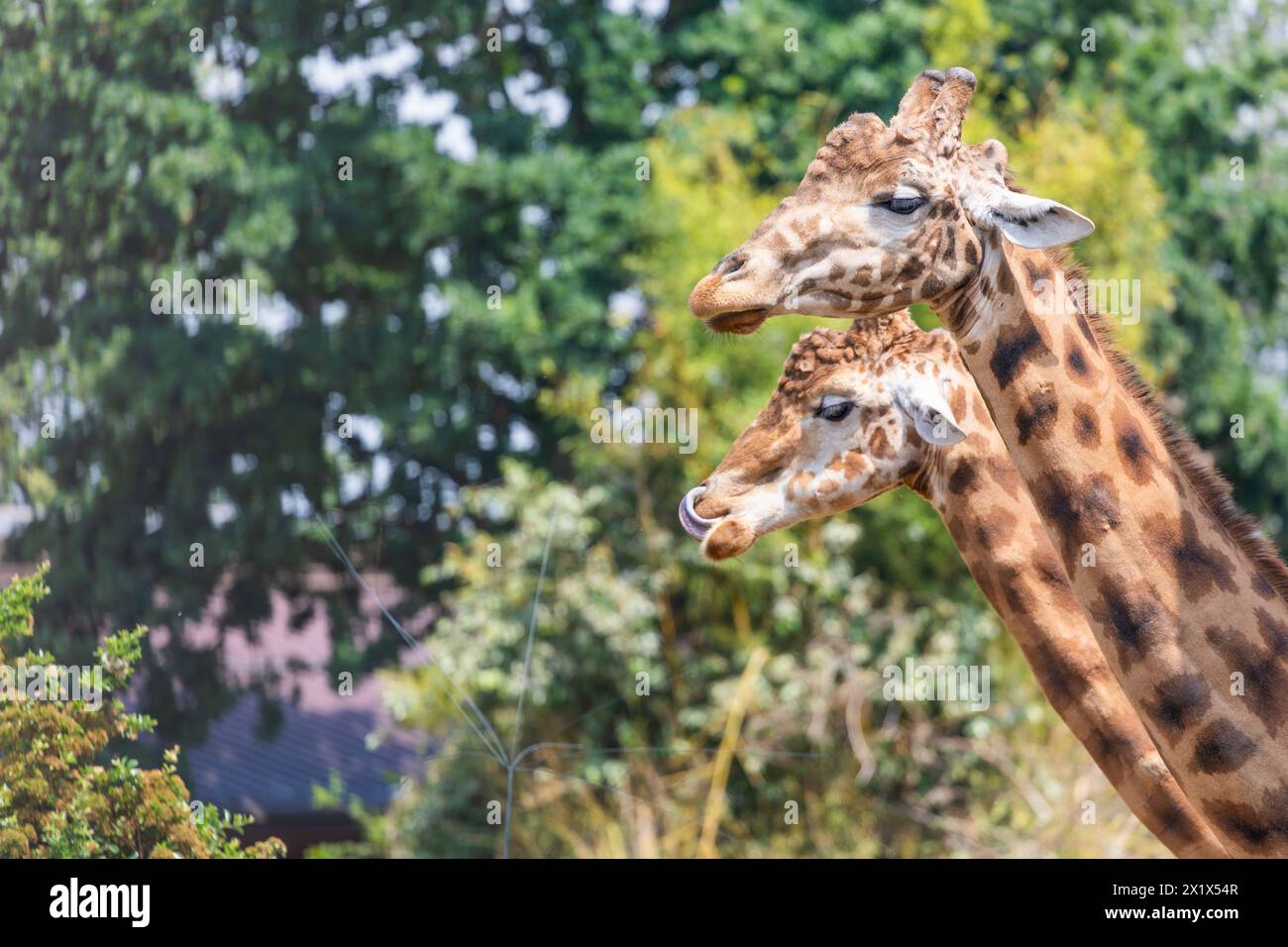 Riserva naturale in Kenya. Un paio di giraffe nel parco safari. Animali selvatici nella savana. Foto Stock