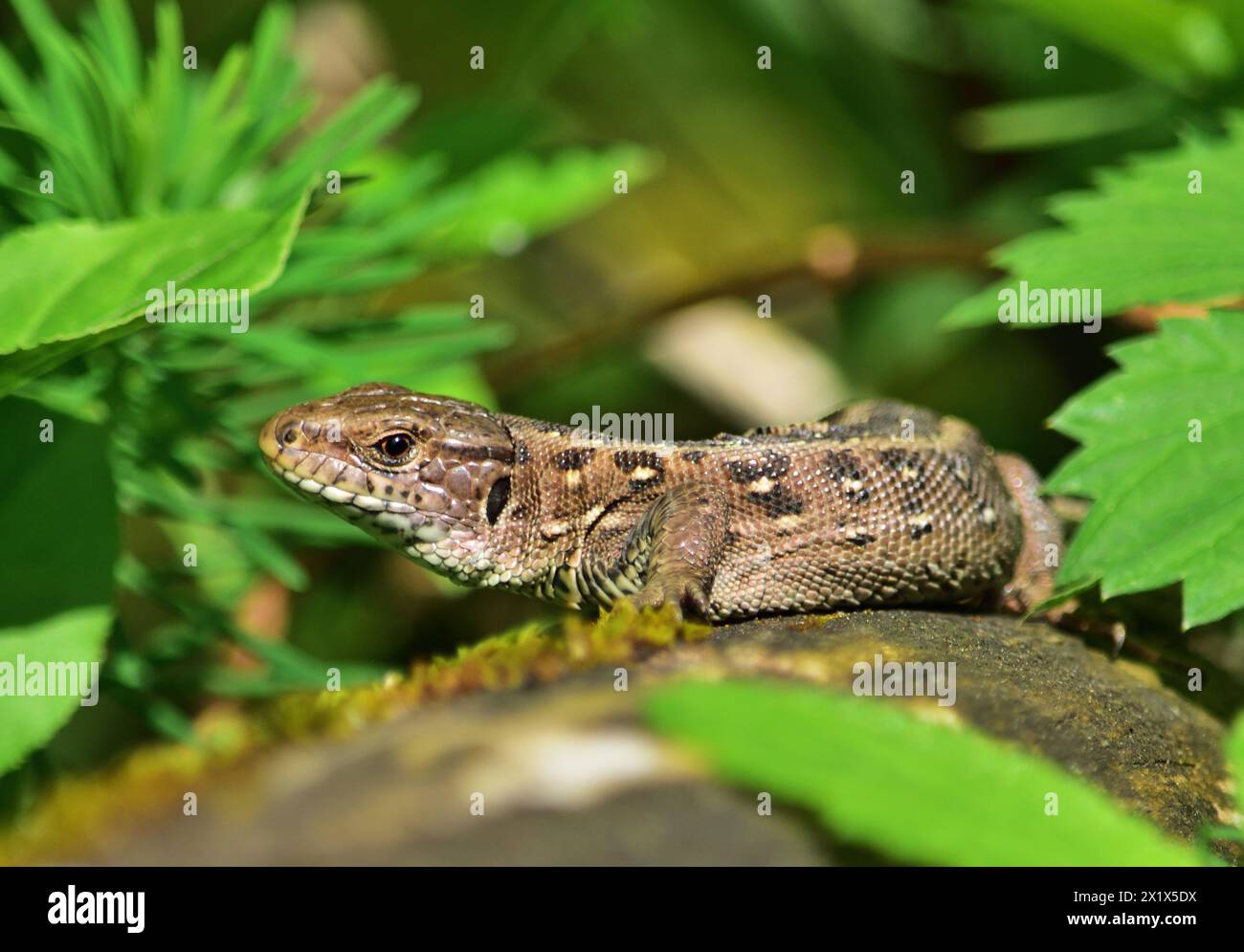 Lucertola di sabbia - Lacerta agilis femminile nella riserva naturale WWF di Marchegg Foto Stock