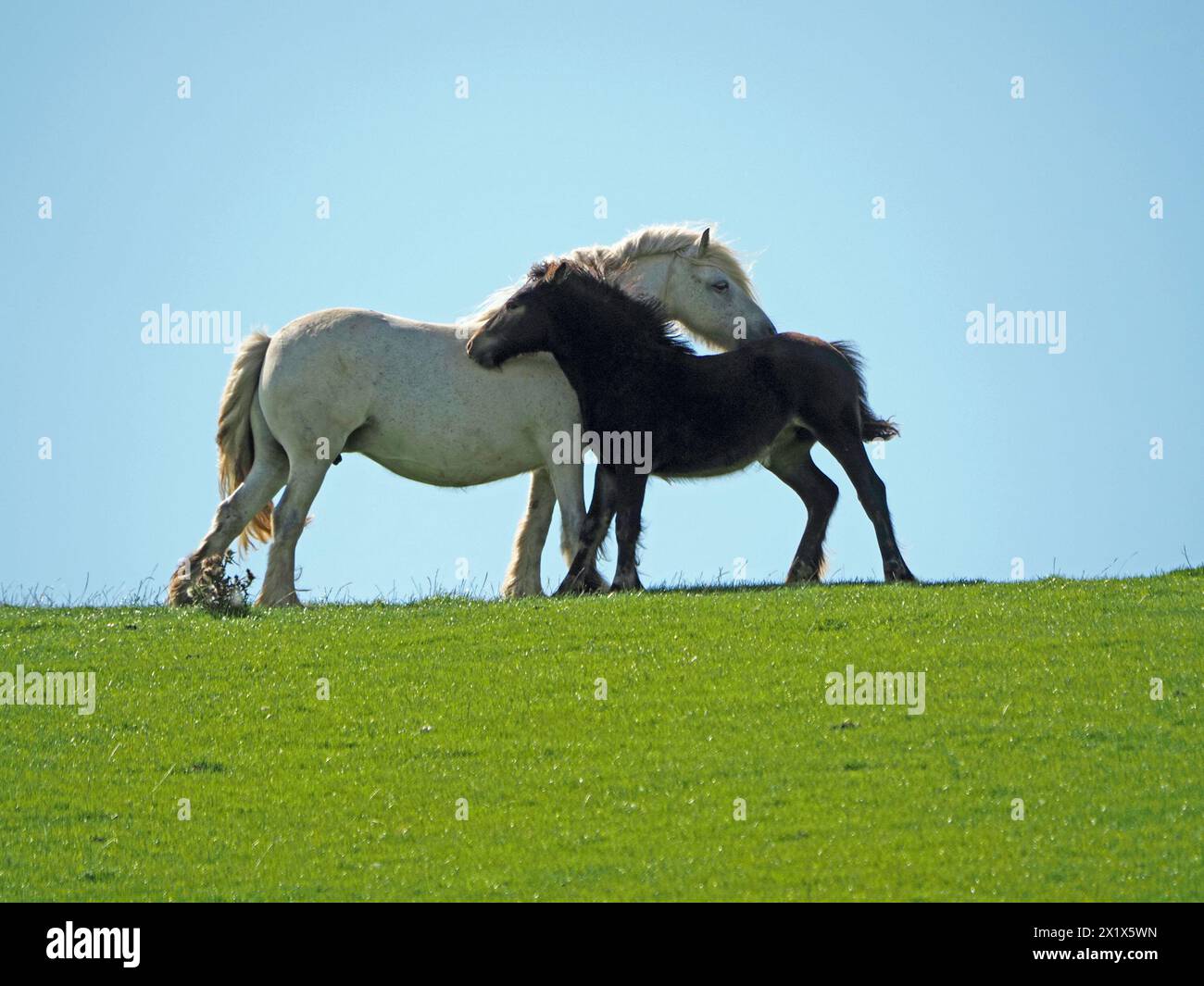 Grande cavallo bianco e più piccolo cavallo nero su un campo verde si contrappongono al cielo blu mentre si snodano simmetricamente sullo skyline di Cumbria, Inghilterra, Regno Unito Foto Stock