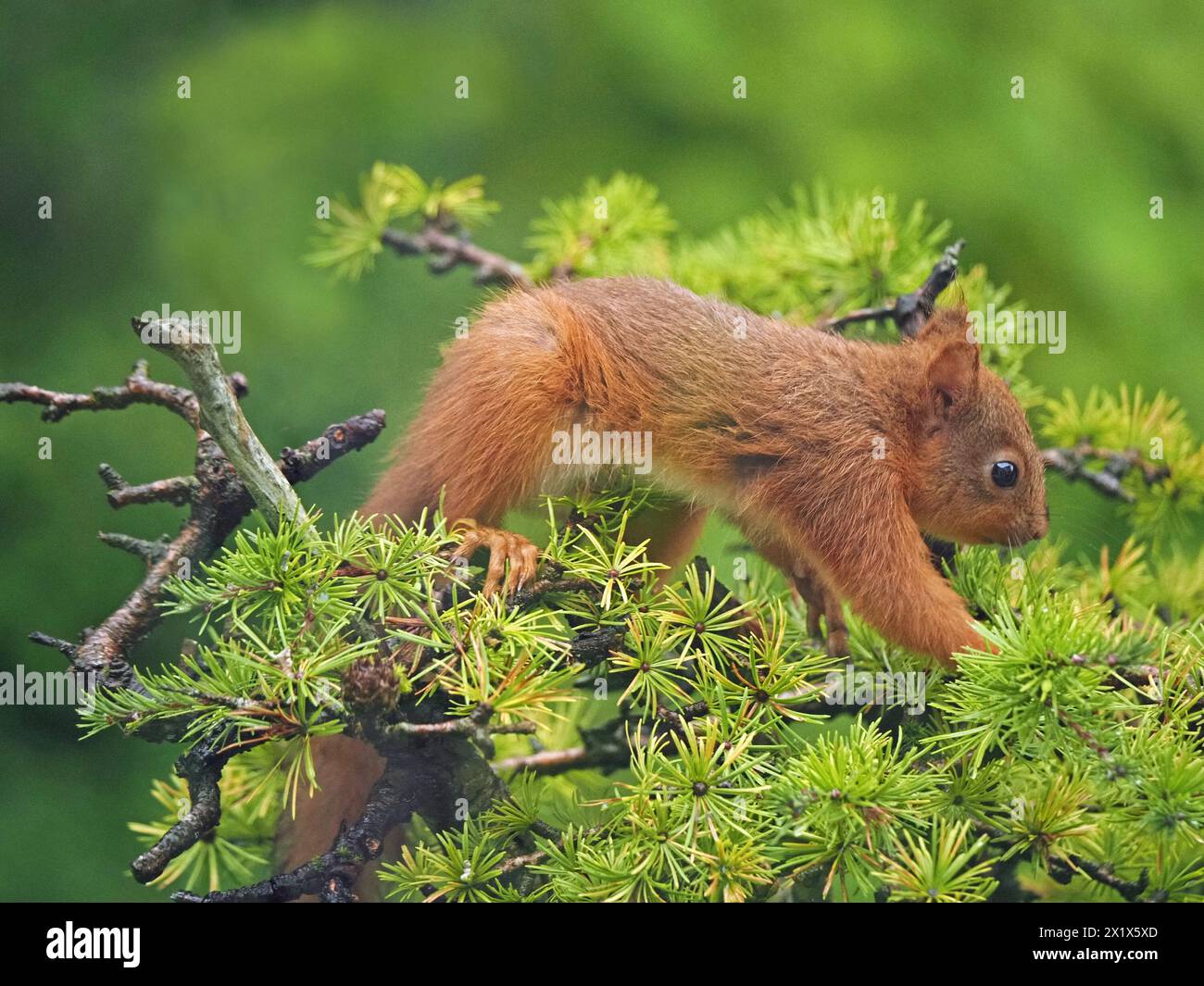 Grazioso kit di scoiattolo rosso (Sciuris vulgaris) che si nutre di coni di larice in Cumbria, Inghilterra, Regno Unito Foto Stock