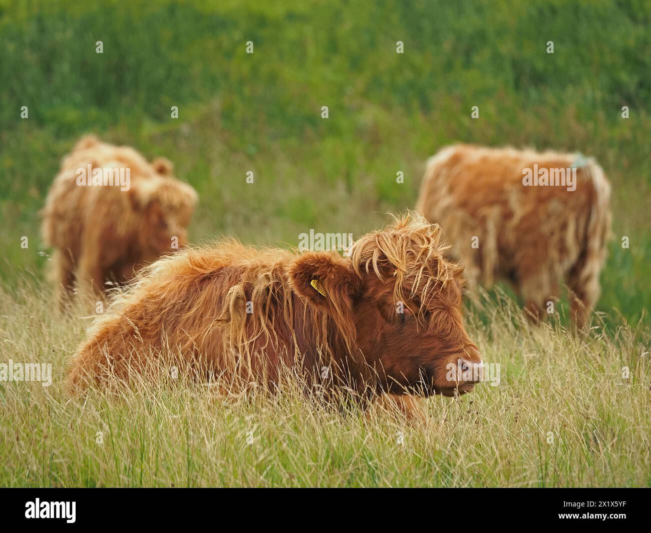 Ritratto del bestiame delle Highland con imponenti corna affilate e cappotto ruvido in pieno sole North Yorkshire, Inghilterra, Regno Unito Foto Stock