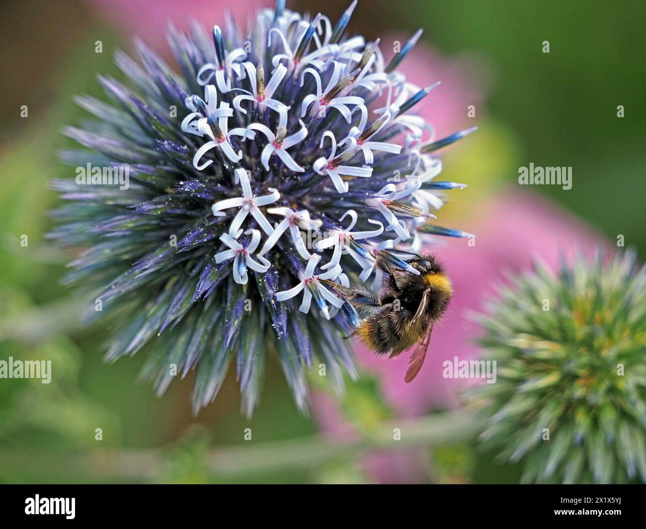 Volo dell'ape mammifero (poss Bombus pratorum) che si nutre di un fiore composto di Echinops in Cumbria, Inghilterra, Regno Unito Foto Stock
