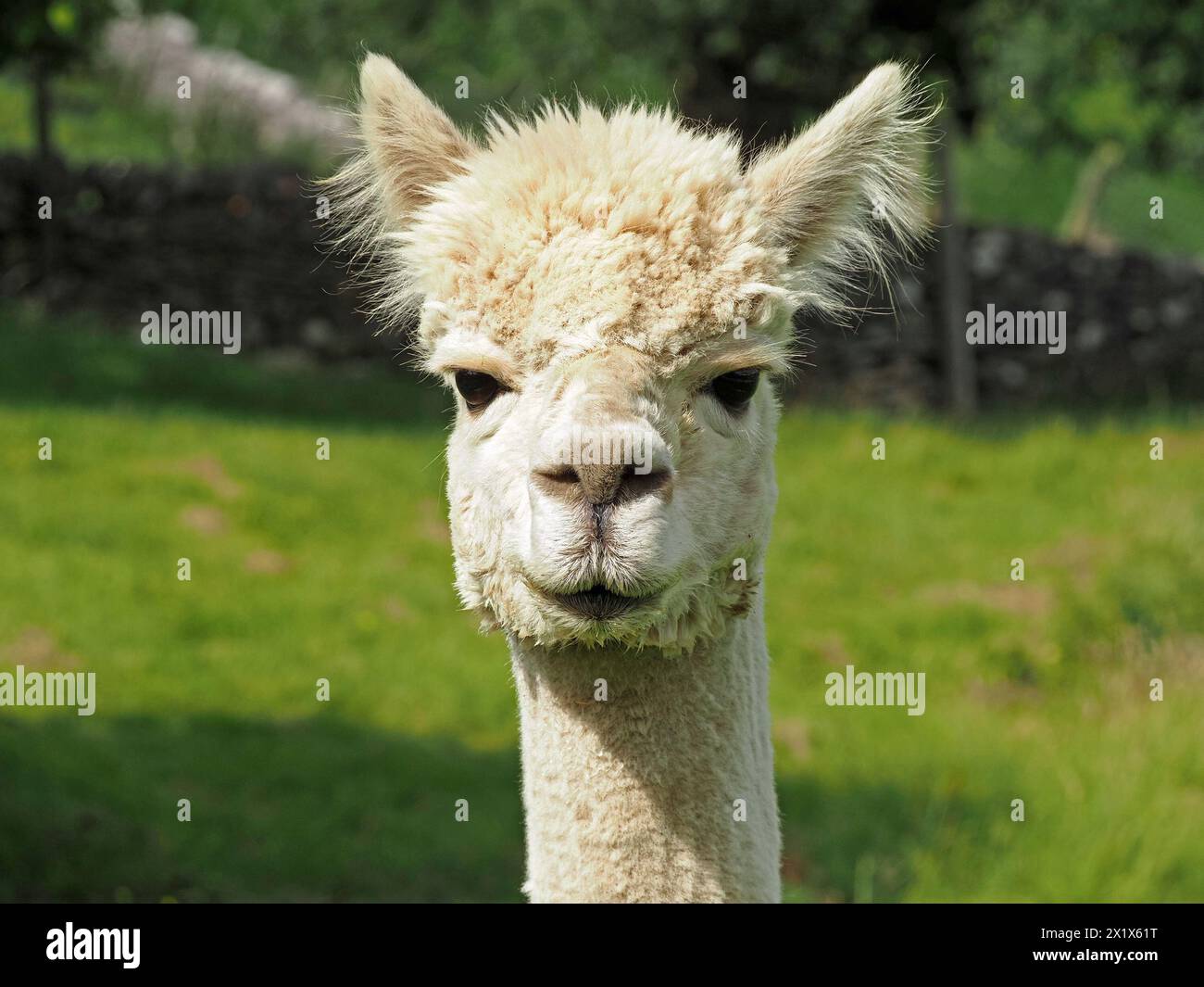 Dirigiti verso il ritratto di un soffice Alpaca bianco (Lama pacos - Vicugna pacos) con orecchie pelose ed espressioni curiose Cumbria, Inghilterra, Regno Unito Foto Stock