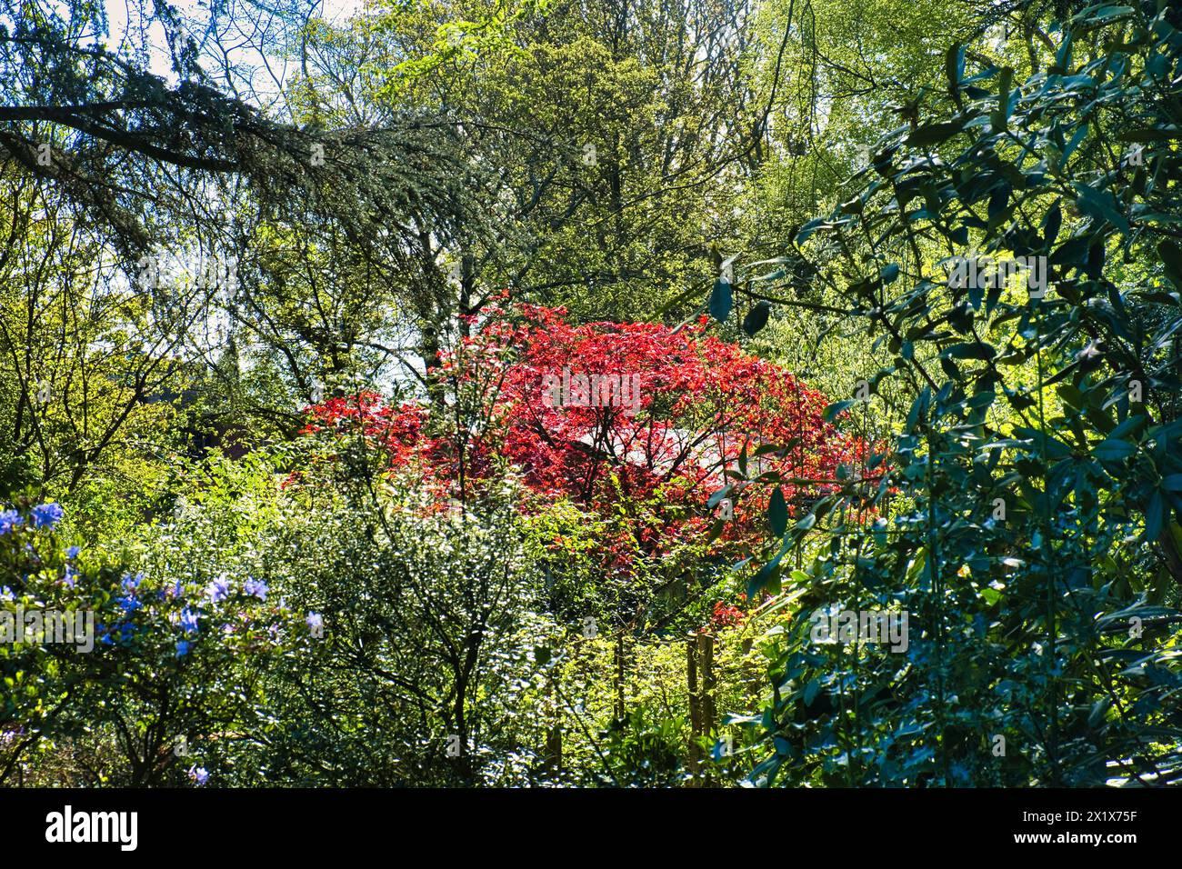 Le foglie rosse di Acer palmatum (acero giapponese) si illuminano in un lussureggiante giardino con alberi alti Foto Stock