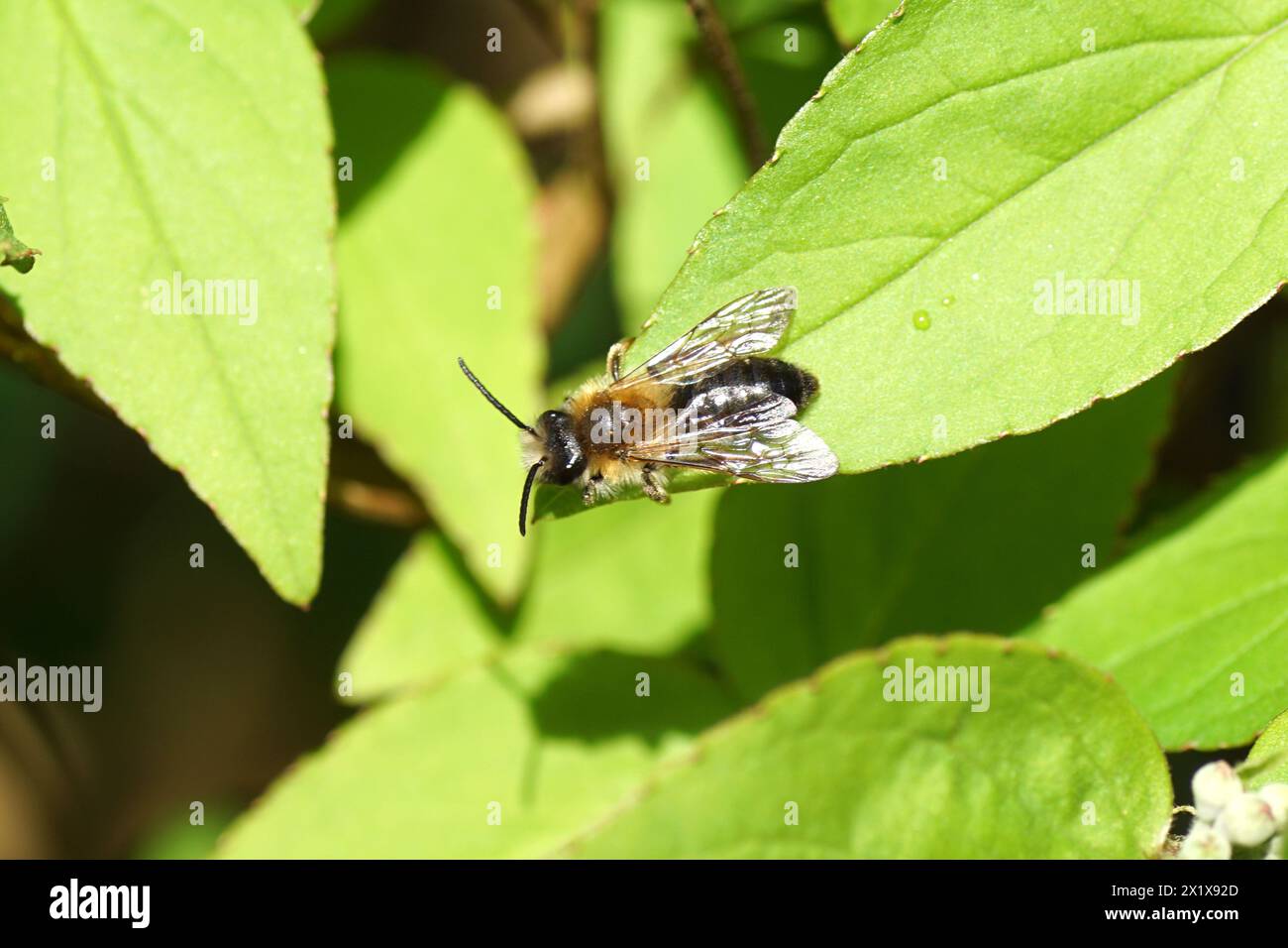 Primo piano dell'ape maschile Andrena nitida. Api da miniera della famiglia (Andrenidae). Su una foglia dell'arbusto Deutzia. Primavera, aprile, Paesi Bassi Foto Stock