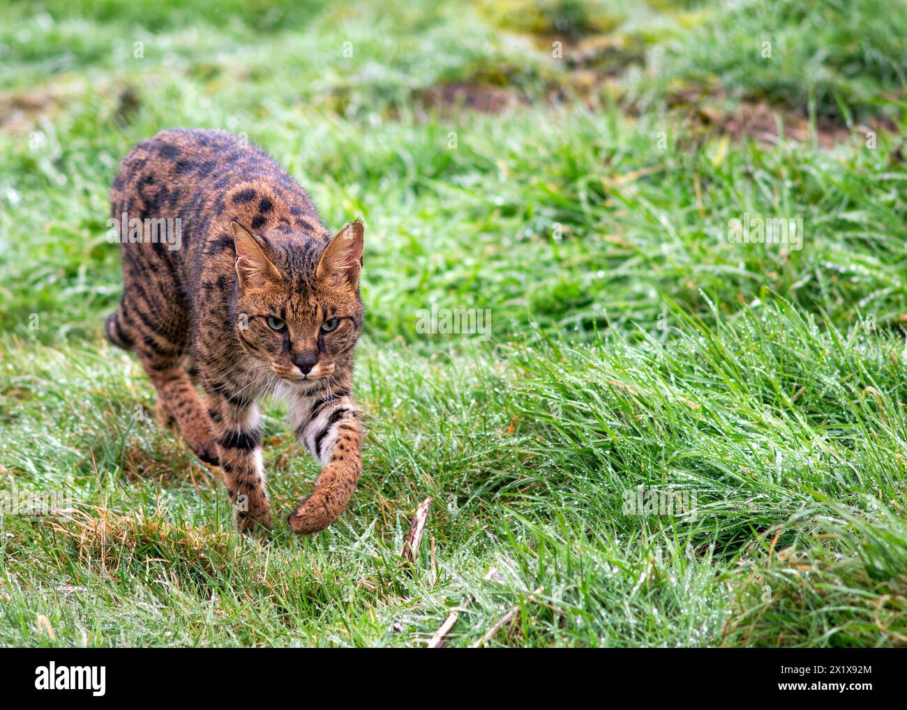 Gatto della savana domiciliato che vagava su erba lunga per la caccia agli uccelli. Sfondo verde per lo spazio di copia e il testo sul lato Foto Stock