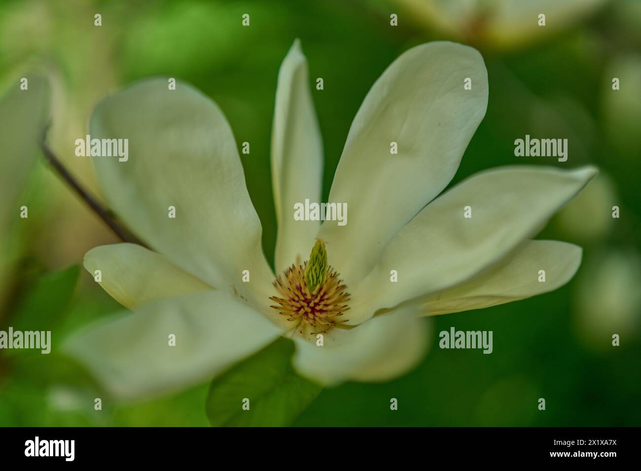 Fiore di Magnolia acuminata chiuso, comunemente chiamato albero del cetriolo (spesso scritto come una sola parola "cucumbertree"), magnolia del cetriolo o magnolia blu Foto Stock