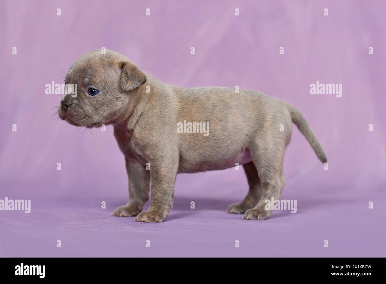 Quattro settimane purosangue giovane Lilac Brindle Bulldog francese cucciolo con naso e coda sani e lunghi. Foto Stock