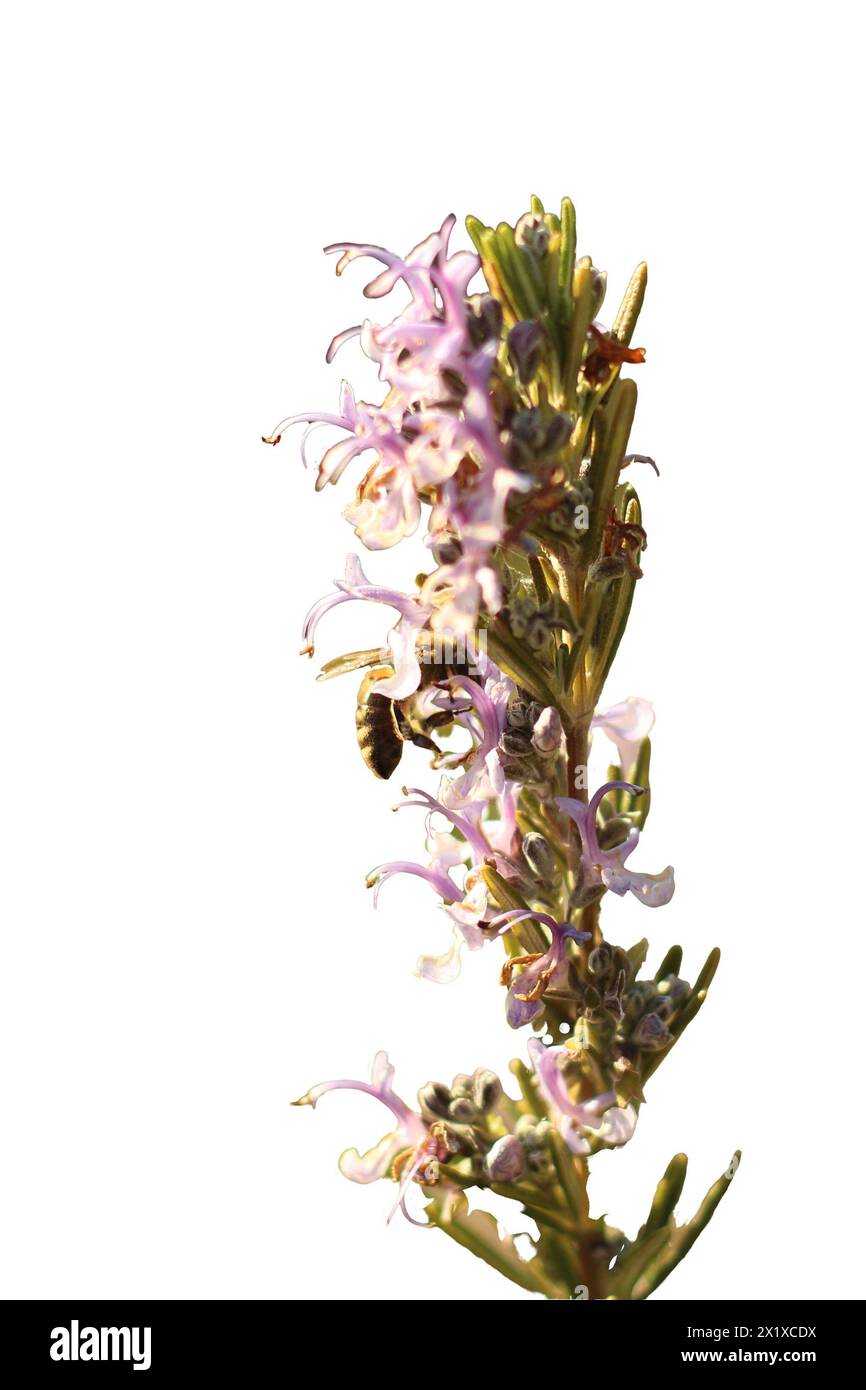 Immagine isolata con un'ape su un fiore, che mostra l'impollinazione in azione. Perfetto per illustrazioni naturalistiche, progetti di giardini e per l'ambiente Foto Stock