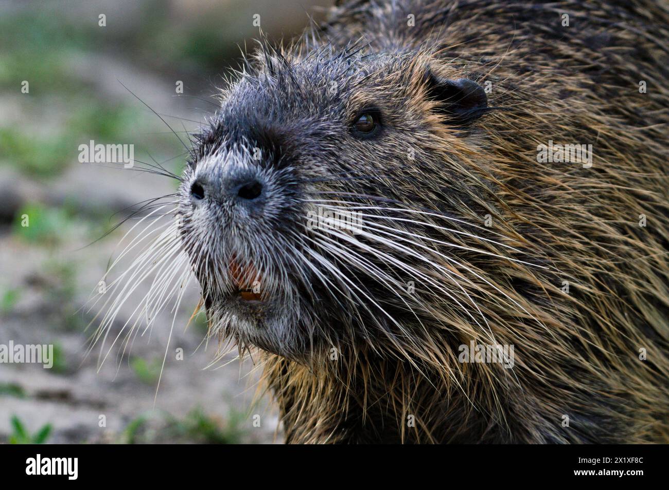 Myocastor coypus aka nutria o ratto paludoso. Primo piano verticale della testa. Roditore invasivo nel fiume Moldava a Praga. repubblica Ceca. Foto Stock