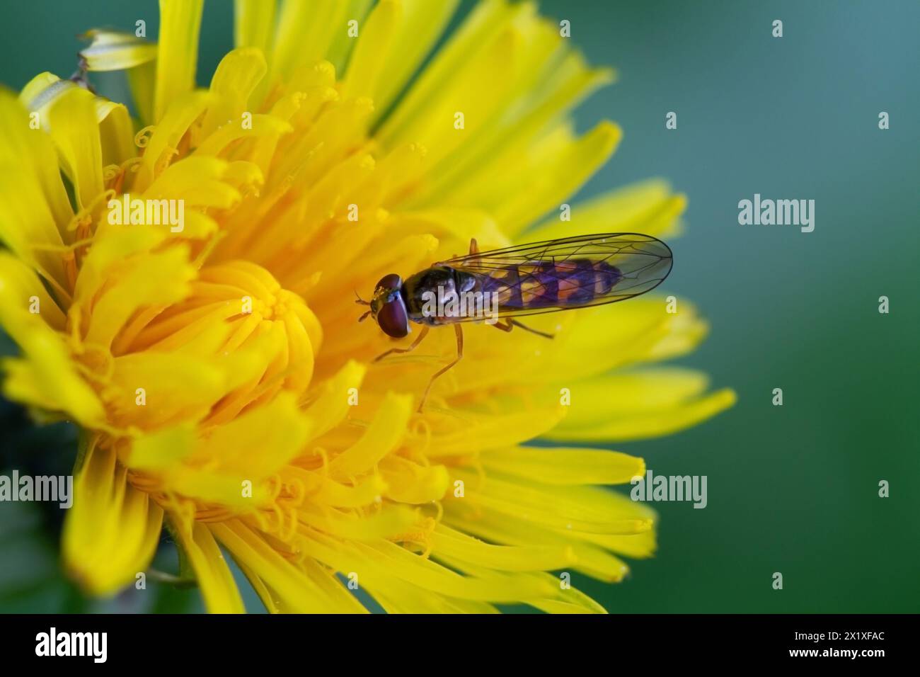 Primo piano di un hoverfly Chequered sul fiore di un dente di leone Foto Stock