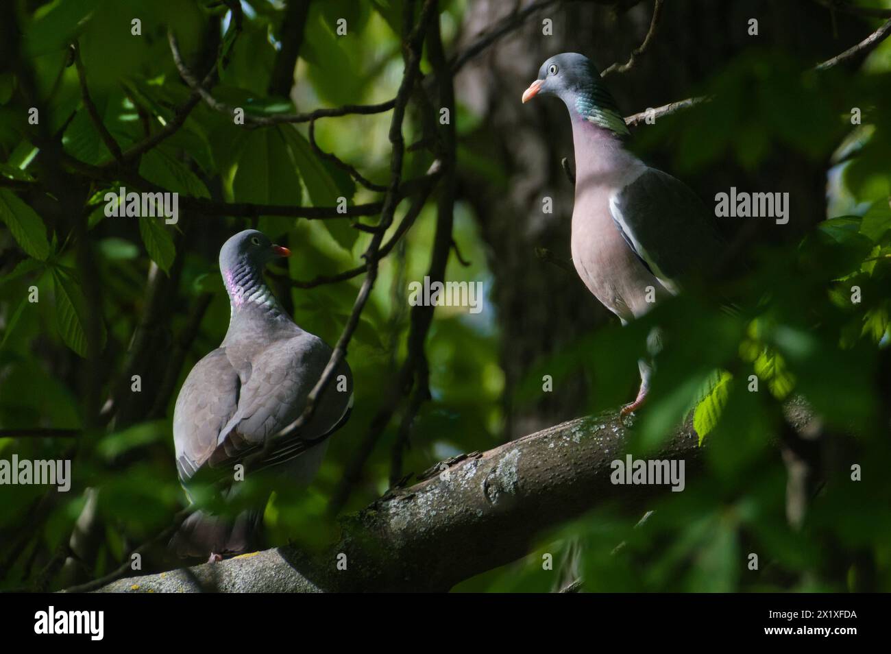 Una coppia di palumbus Columba, noto anche come Common Wood Pigeon, arroccato sul ramo dell'albero. Uccello comune di natura ceca. Foto Stock