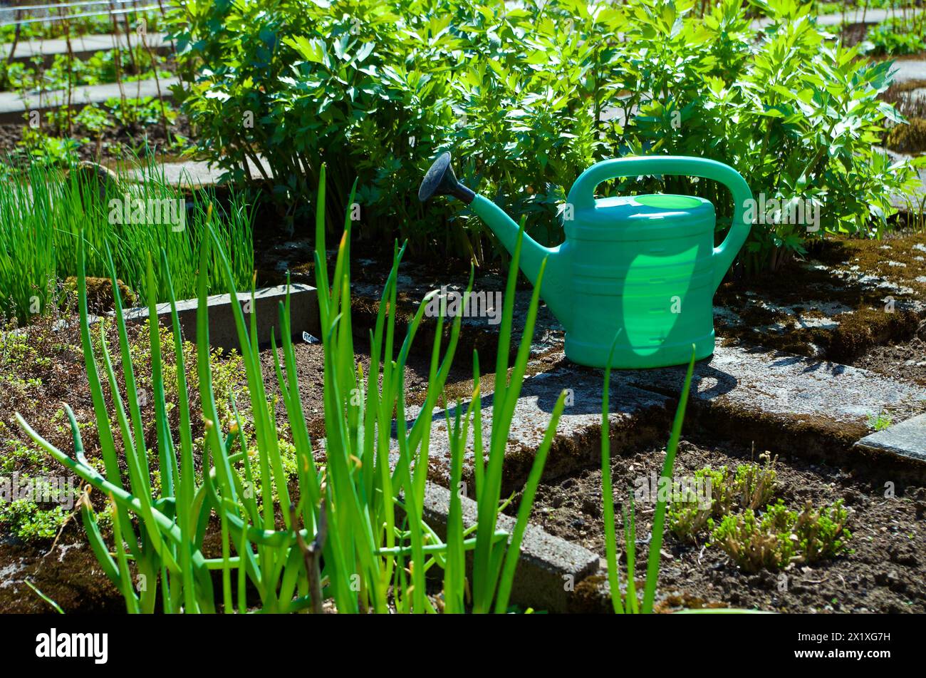 Annaffiatoio di plastica verde, piante e verdure in un orto in primavera. Foto Stock