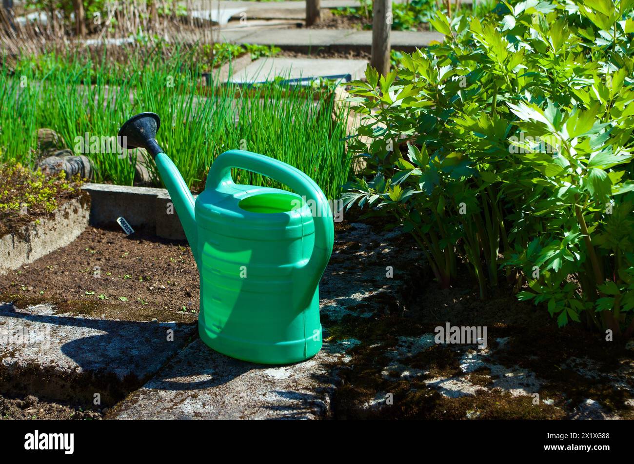 Annaffiatoio di plastica verde, piante e verdure in un orto in primavera. Foto Stock