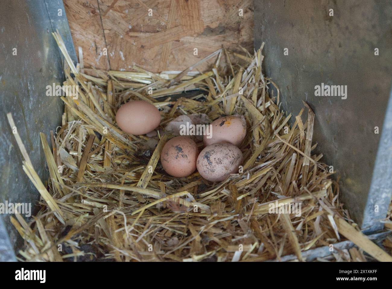 uova marroni sporche nel nido di deposizione Foto Stock