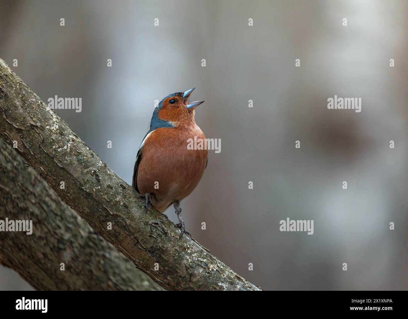 un bellissimo uccello luminoso, un finch maschio siede su un ramo in un parco serale primaverile e canta forte Foto Stock