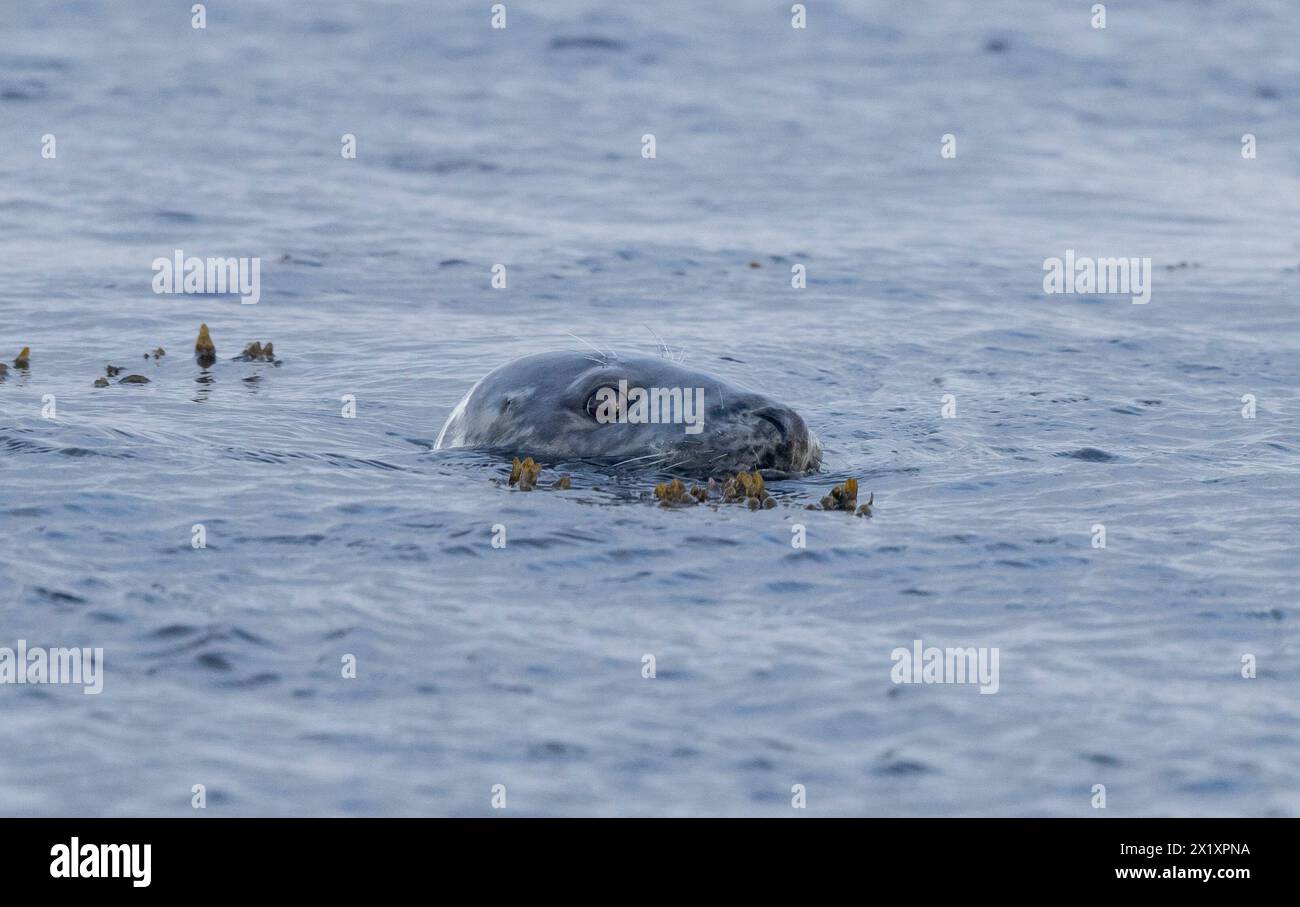 SEAL, Orcadi, Scozia Foto Stock