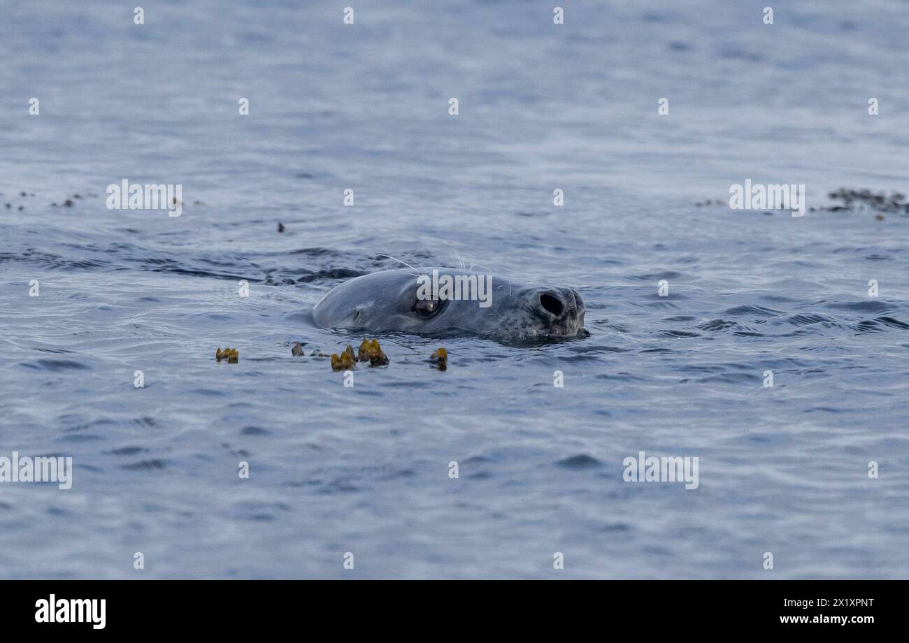 SEAL, Orcadi, Scozia Foto Stock