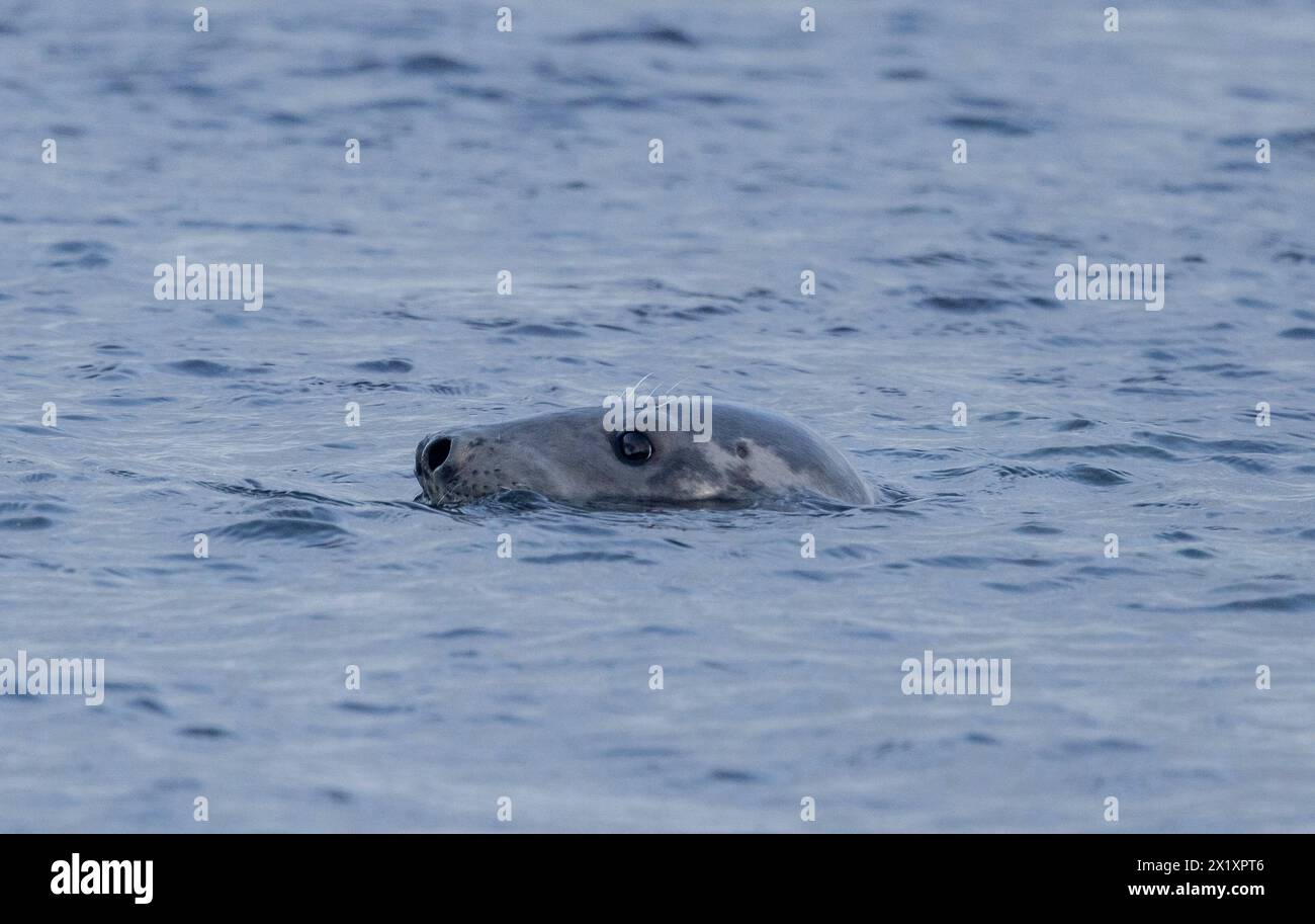 SEAL, Orcadi, Scozia Foto Stock