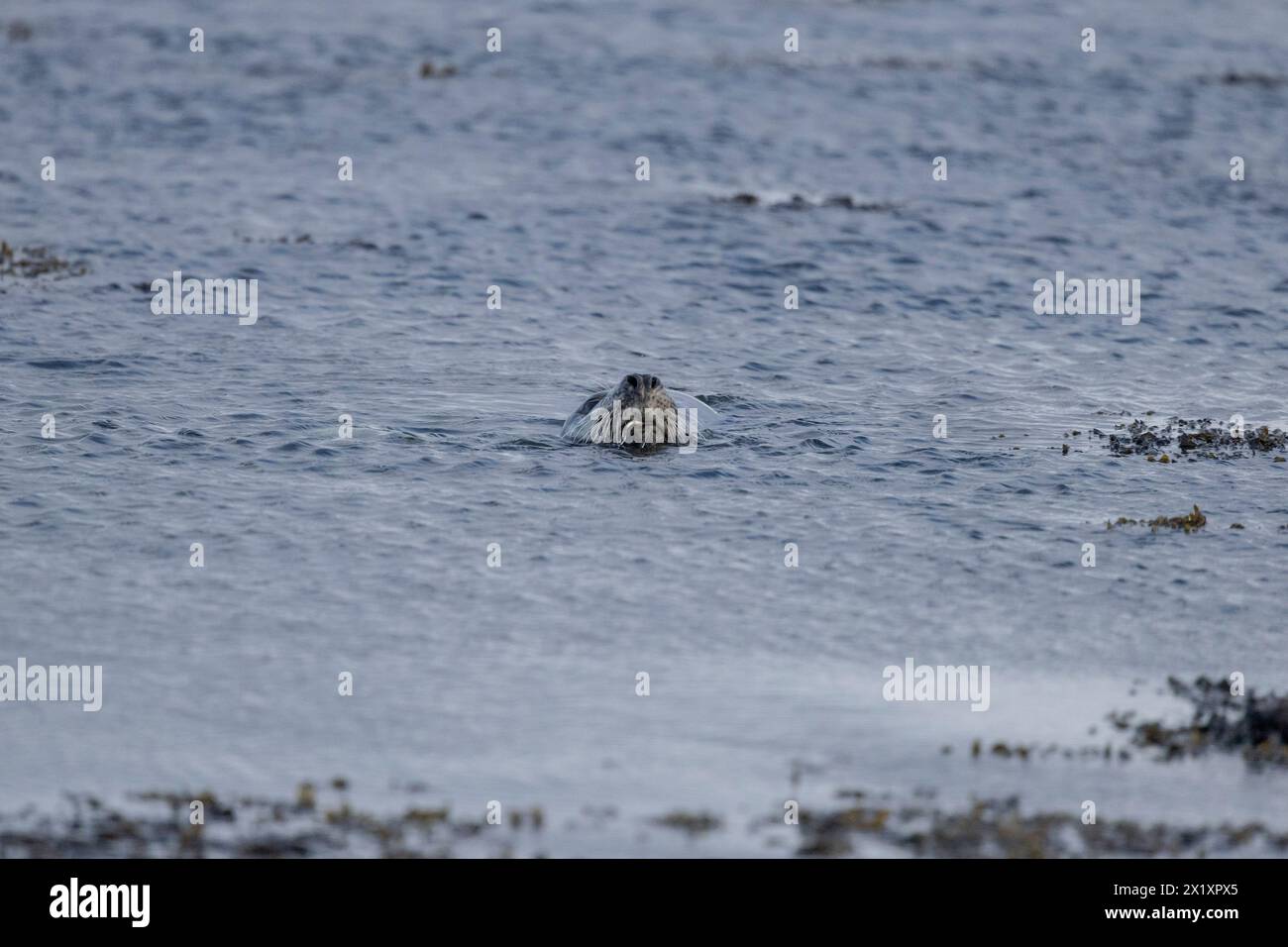 SEAL, Orcadi, Scozia Foto Stock