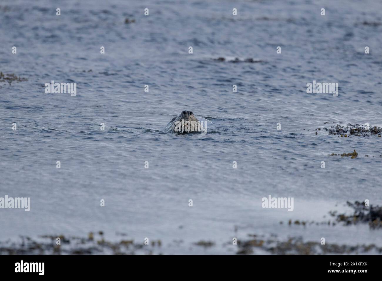 SEAL, Orcadi, Scozia Foto Stock