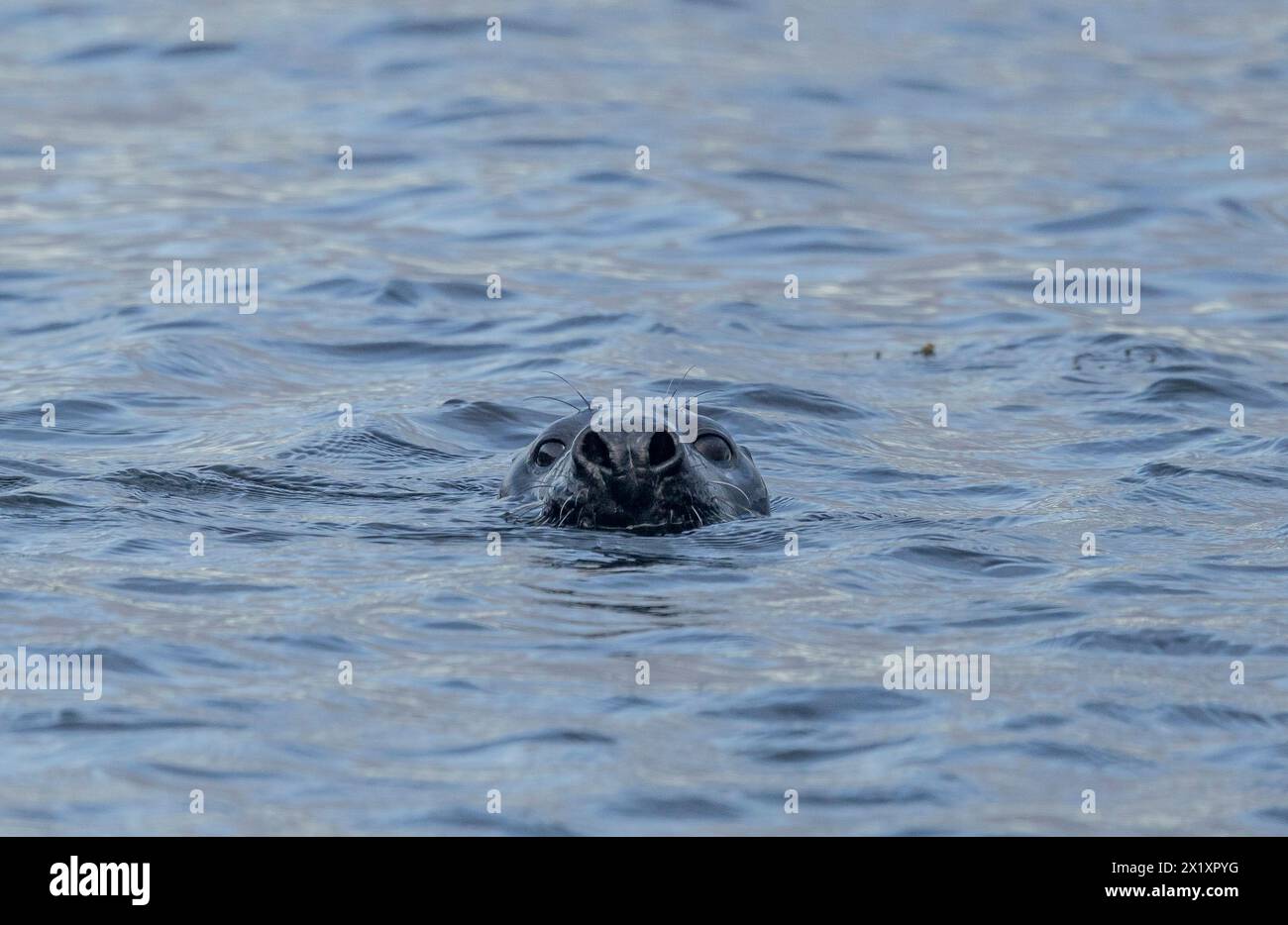 SEAL, Orcadi, Scozia Foto Stock