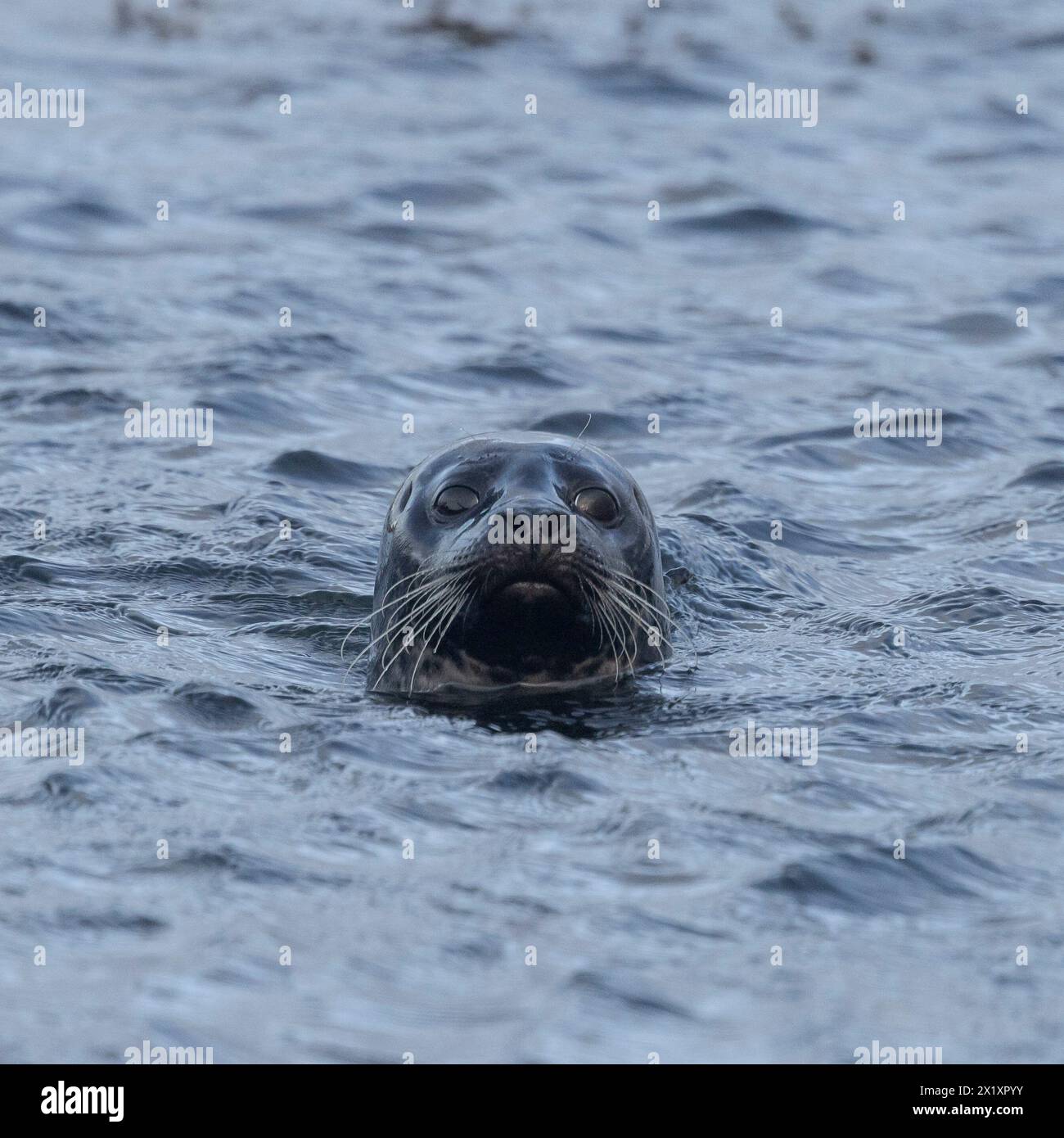 SEAL, Orcadi, Scozia Foto Stock