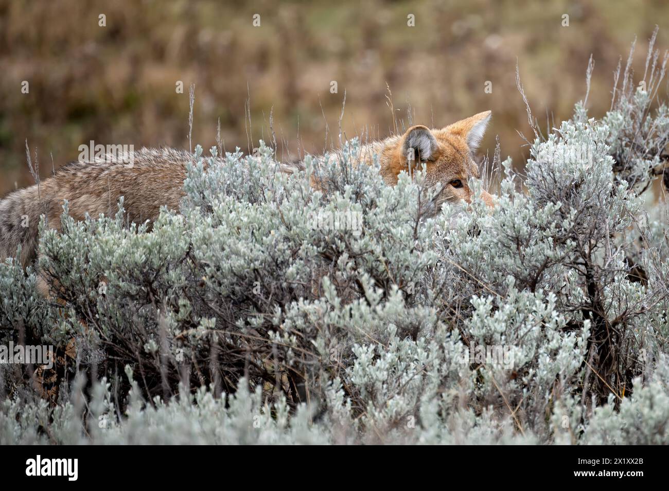 Coyote guarda il pennello. Foto Stock