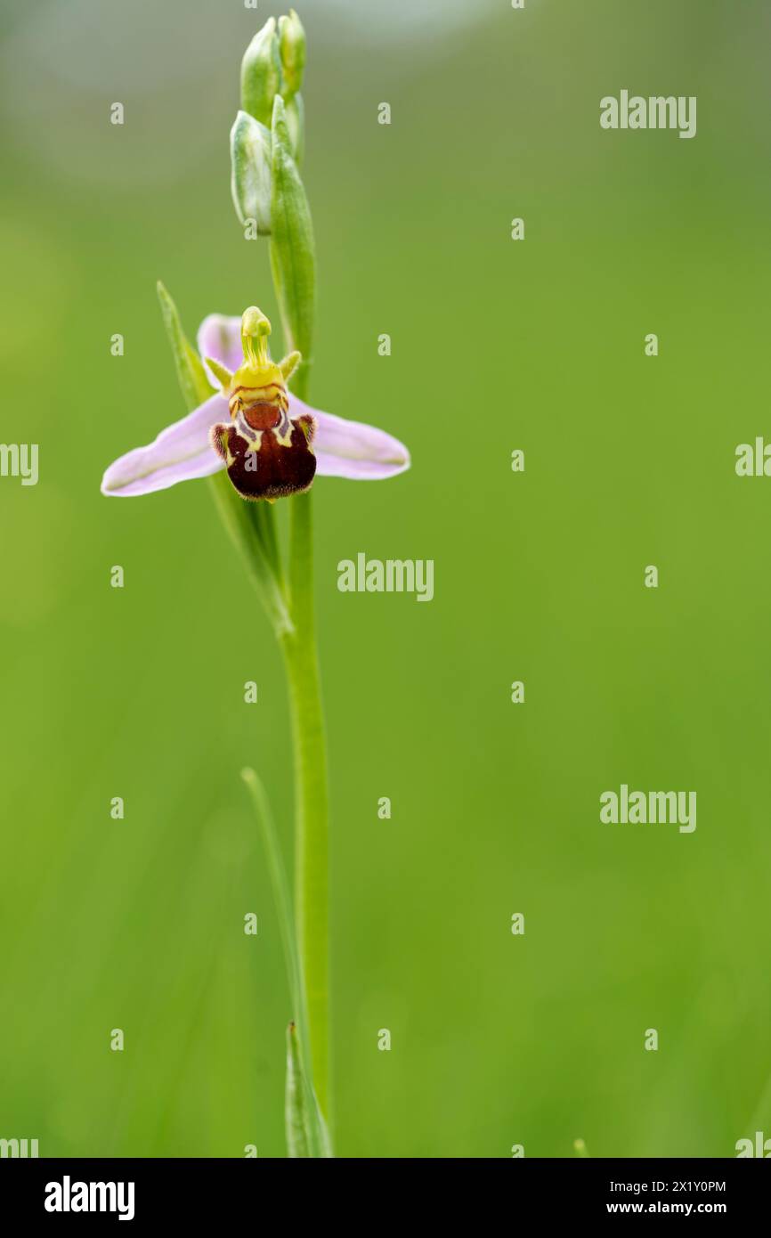 Bee Ragwort, Ophrys apifera, Bee Ragwort Foto Stock