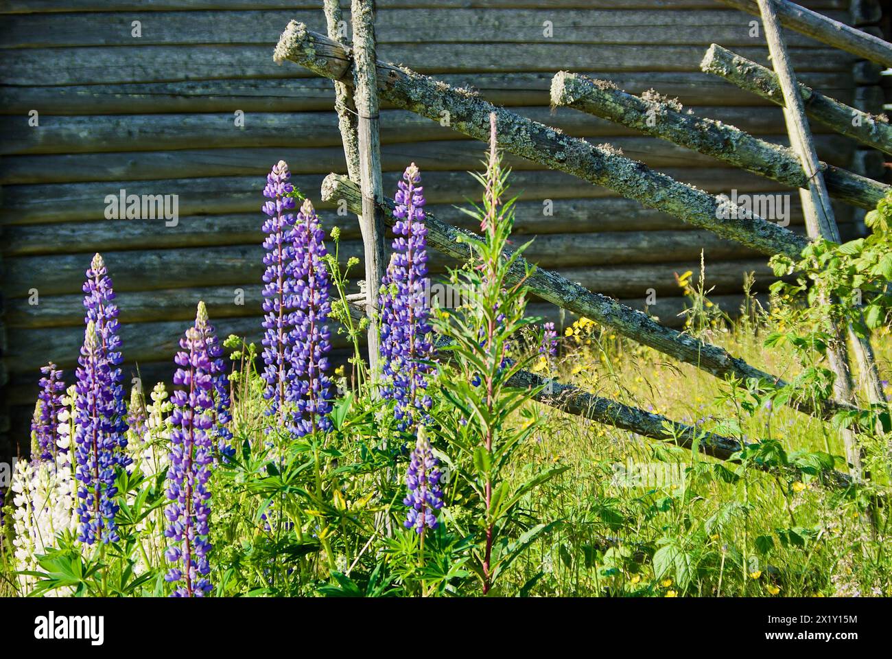 Vecchio edificio svedese in legno grigio con tipica recinzione a palo rotondo e fiori di lupino in fiore in estate. Foto Stock