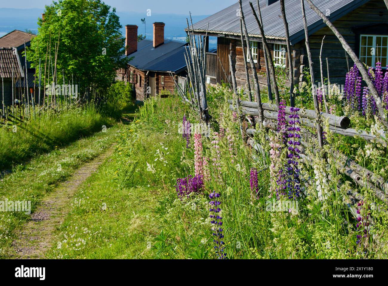 Paesaggio rurale svedese con una strada stretta tra edifici in legno con recinzioni a palo rotondo e fiori di lupino in fiore in estate. Foto Stock
