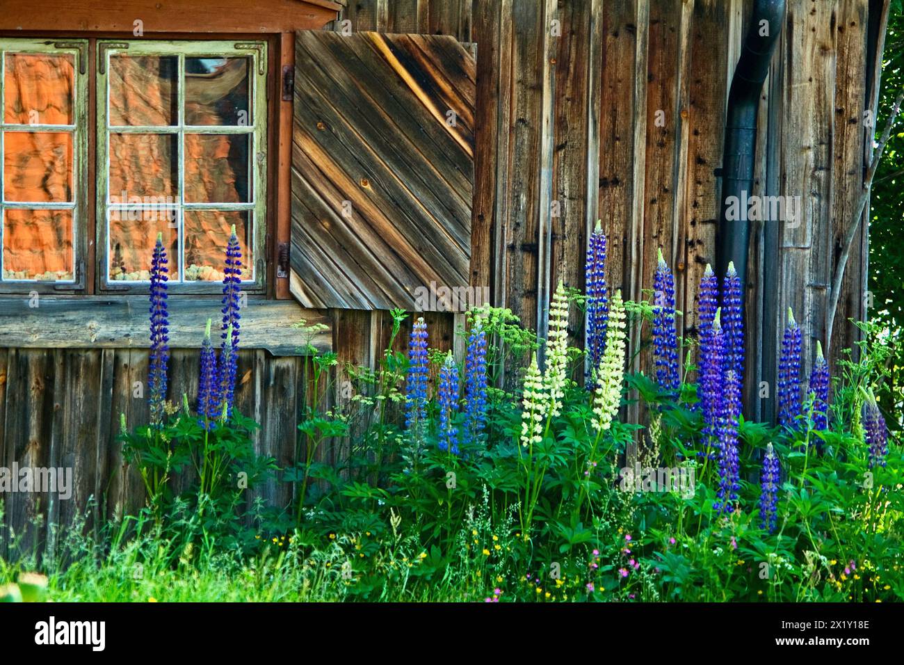 Cottage in legno con una finestra con tapparella in legno e con riflessi sul tetto nei pannelli e molti fiori di lupino in fiore in estate. Foto Stock