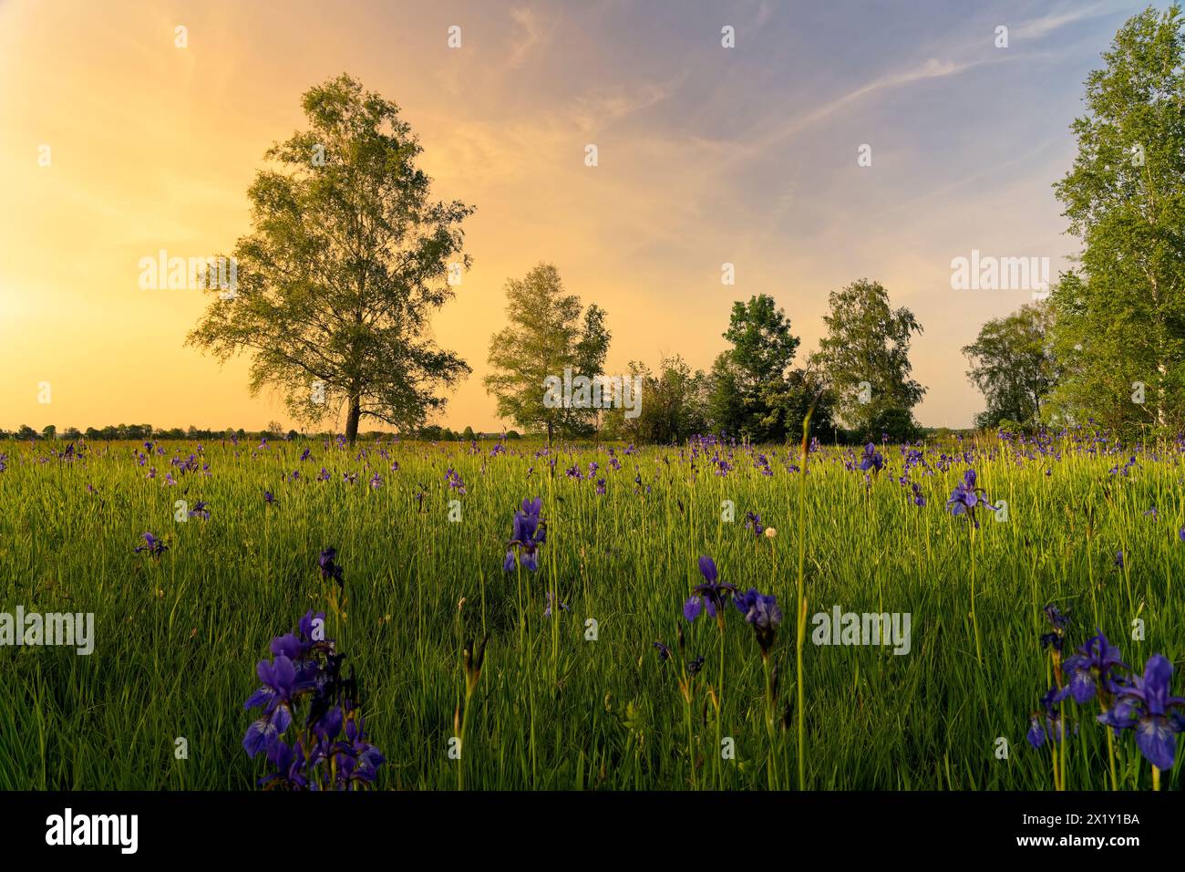 Siberiano, iris Iris sibirica, prato iris Foto Stock
