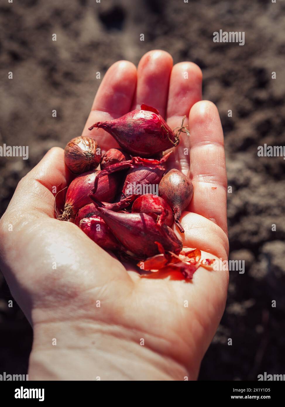 Primo piano verticale di una manciata di piccoli bulbi di cipolle rosse contro il terreno coltivato scuro. Foto Stock