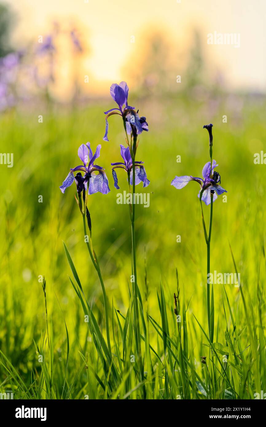 Siberiano, iris Iris sibirica, prato iris Foto Stock