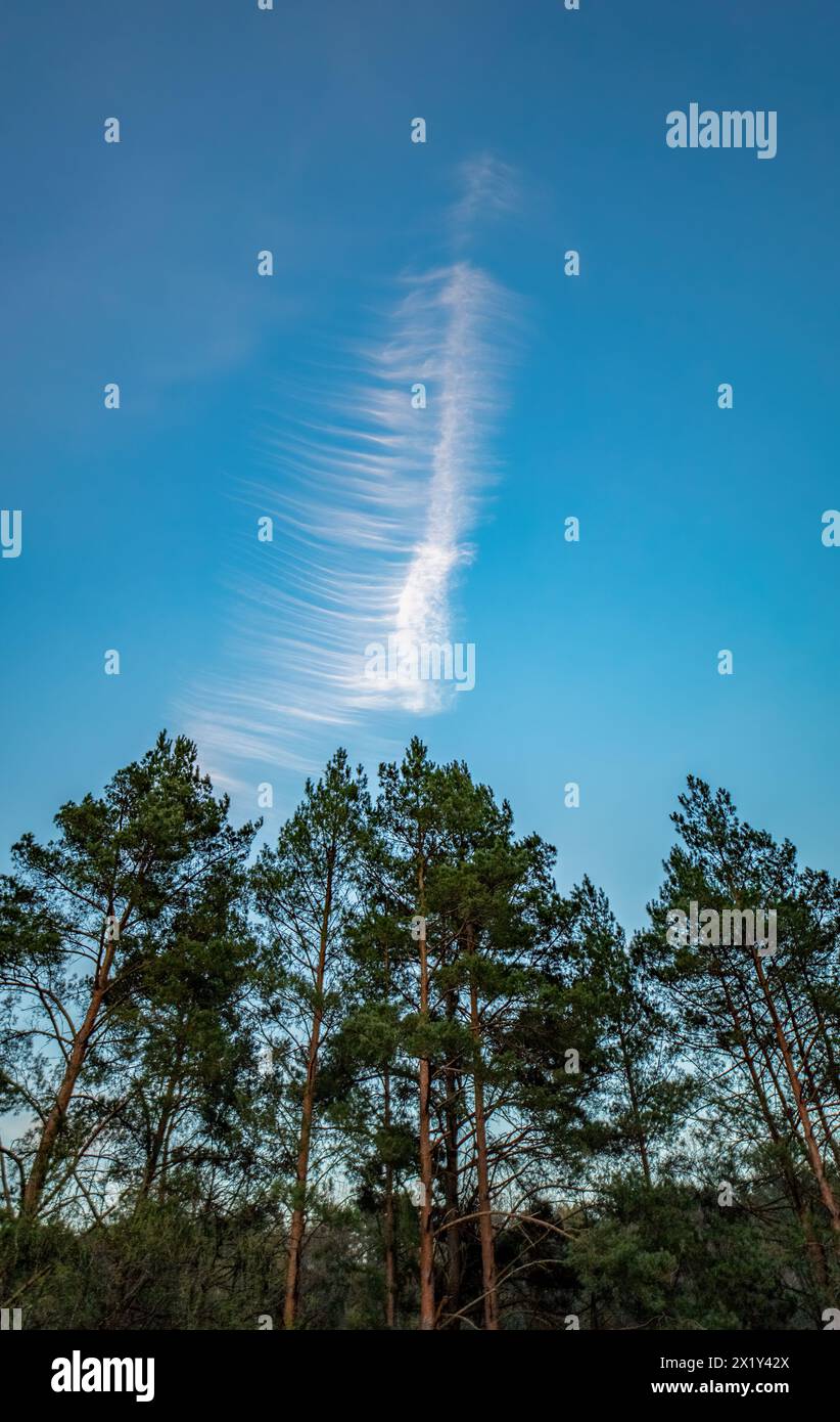 Struttura del cielo, nuvole di cirrus fibratus vertebratus. Una piuma nel cielo Foto Stock