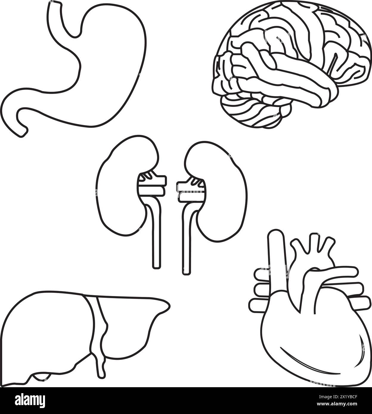 Illustrazione vettoriale dell'icona degli organi umani design semplice Illustrazione Vettoriale