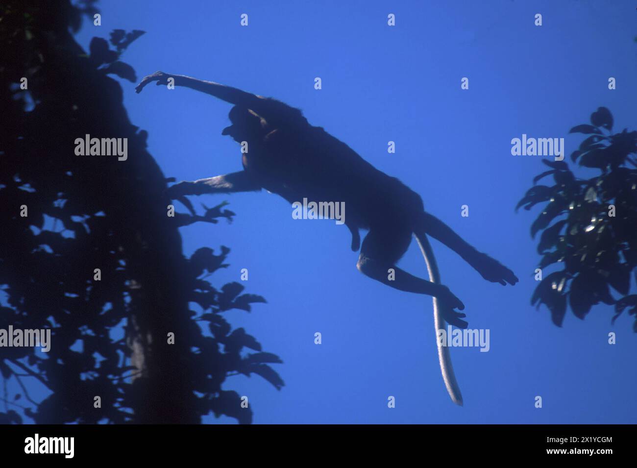 Proboscis Monkey, Nasalis larvatus, jumping, Endangered, endemico dell'isola del Borneo, Tanjung Puting National Park, West Kotawaringin Regency, Kalimantan Foto Stock