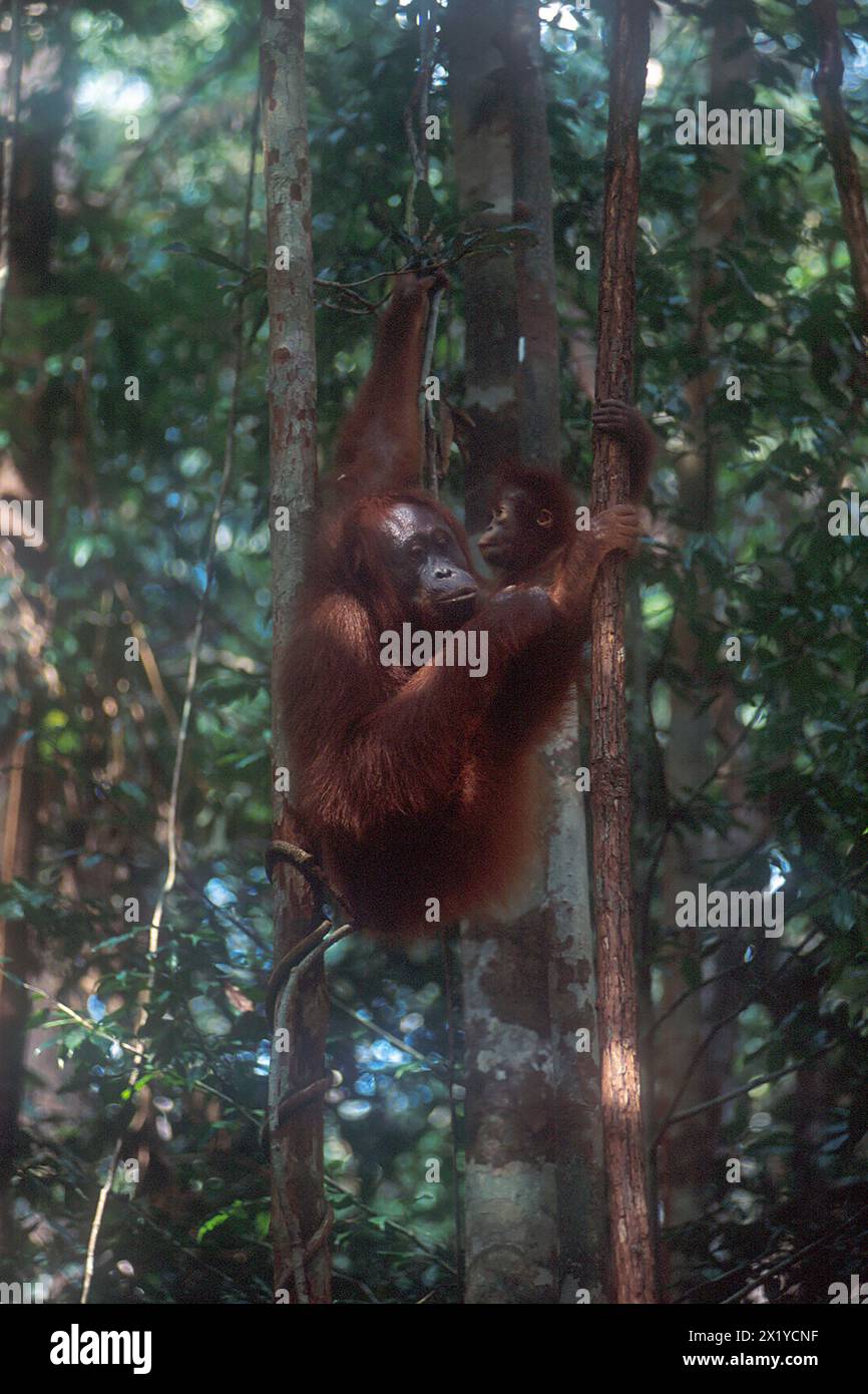 Orangutan borneano femminile, Pongo pygmaeus, con neonato, in pericolo critico, endemico dell'isola del Borneo, Camp Leakey, Tanjung Puting National Park, Foto Stock