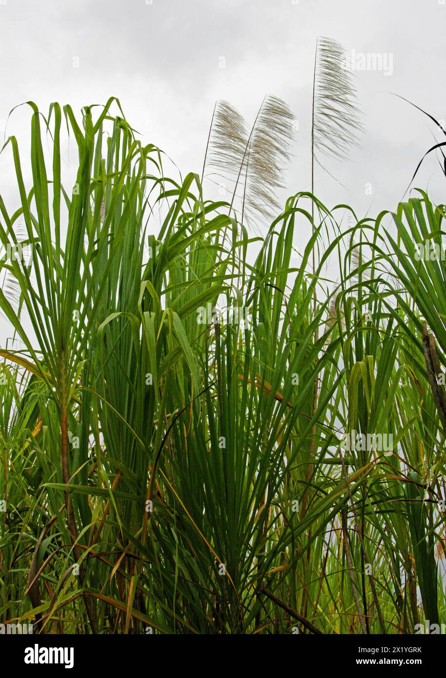 Wildcane o Wild cane, Gynerium sagittatum, Arundineae, Arundinoideae, Poaceae. Parco nazionale del vulcano Arenal, Costa Rica. Erba selvatica alta. Foto Stock