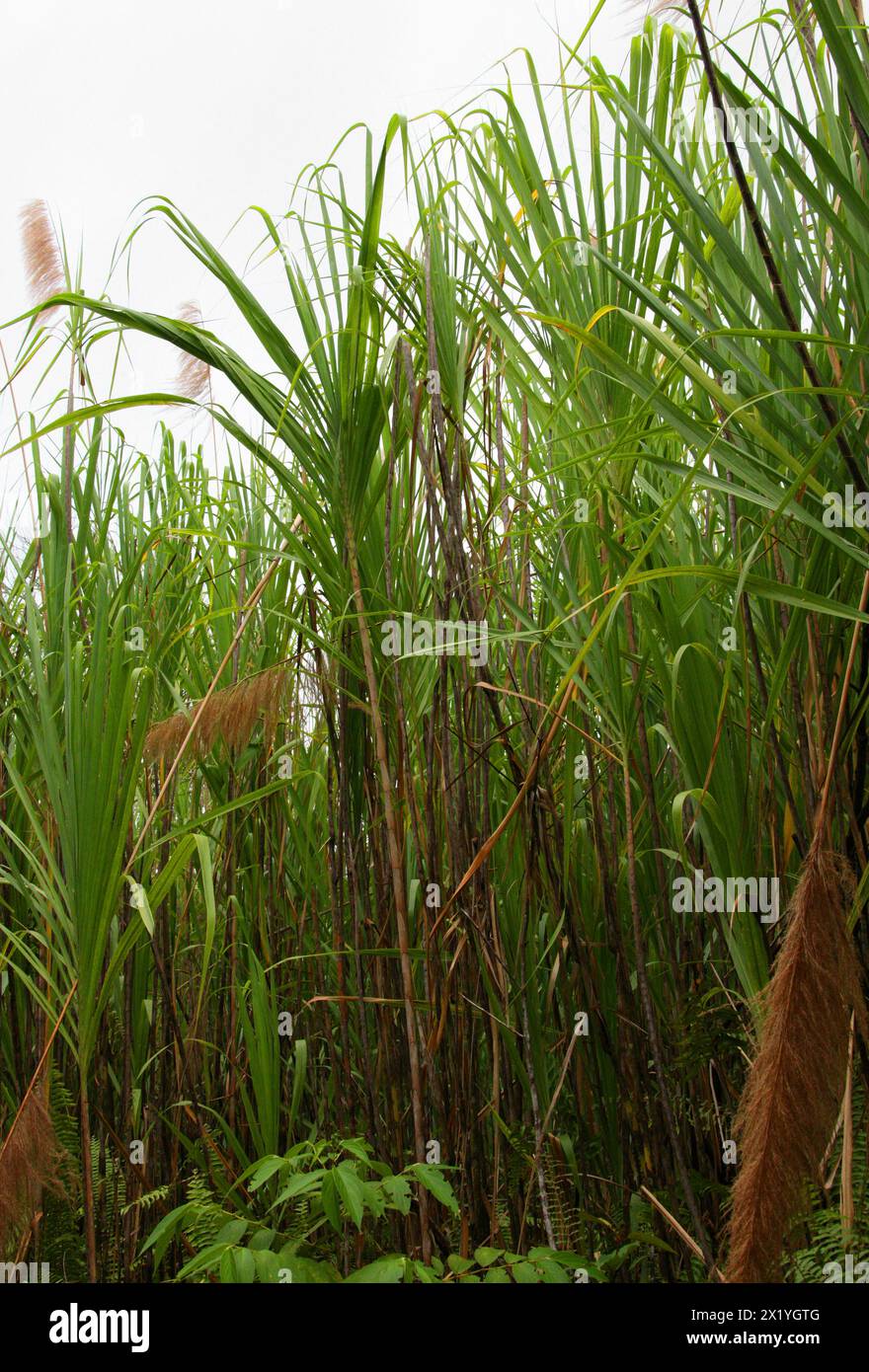 Wildcane o Wild cane, Gynerium sagittatum, Arundineae, Arundinoideae, Poaceae. Parco nazionale del vulcano Arenal, Costa Rica. Erba selvatica alta. Foto Stock