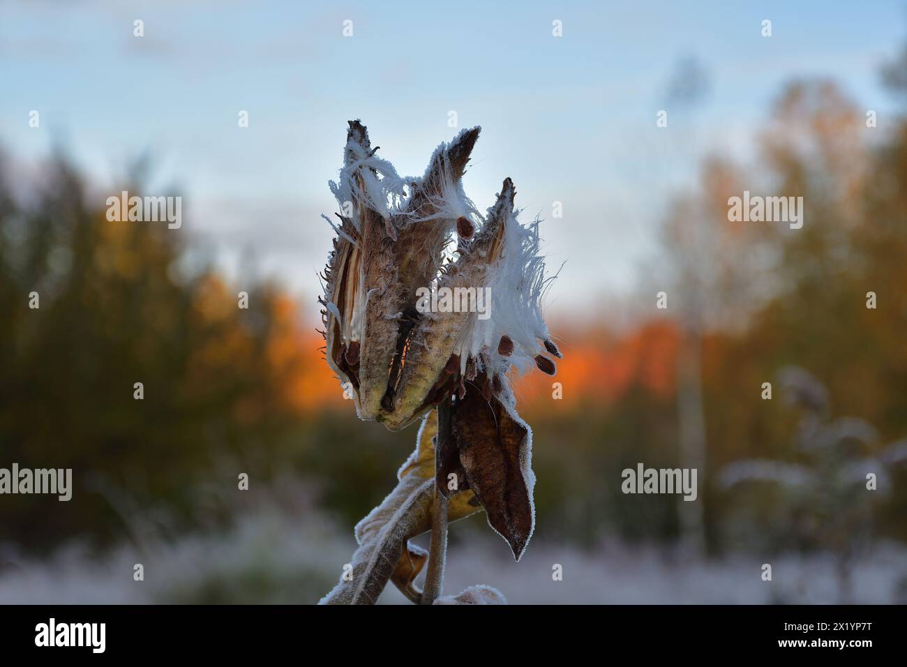 Le comuni alghe del latte essiccate vengono smerigliate in una mattina di sole Foto Stock