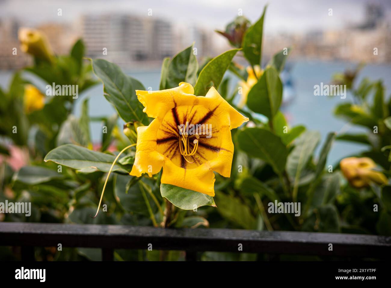 Fiore giallo Solandra maxima primo piano sui fiori. Piante all'aperto Foto Stock