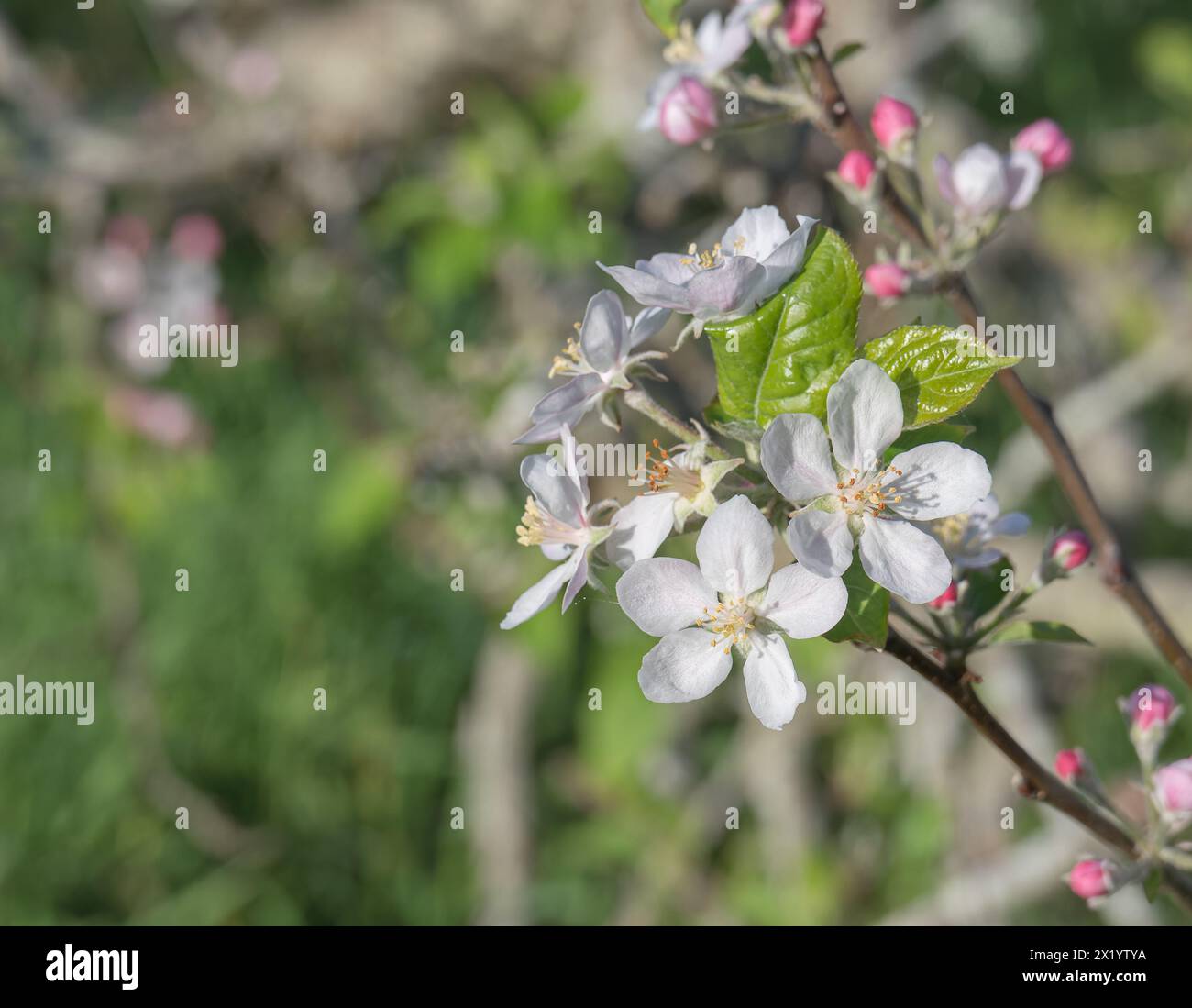La mela fiorisce in piena fioritura catturando l'essenza della primavera Foto Stock